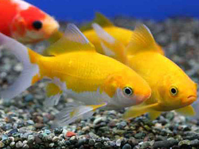 【金魚】金魚・・・イエローコメット、レモンコメット、ゴールデンコメットって呼び方が違うだけで全部同じ？？