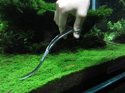 【水草】水草水槽「緑の絨毯」キューバパールｗｗｗ