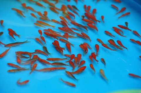 【金魚】金魚すくい用の金魚は病気持ちってマジ？