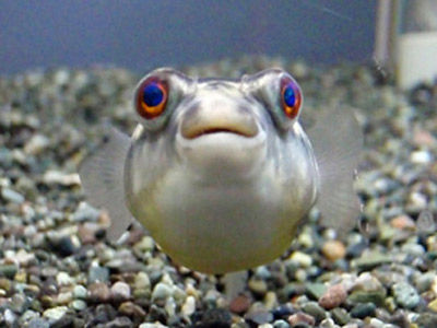 【淡水フグ】淡水フグ・・・ファハカ（7cm）が赤虫しか食べなくて困るわｗｗｗ