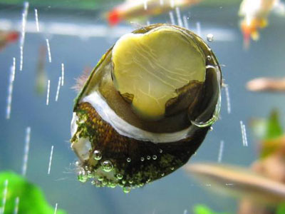 【石巻貝】石巻貝・・・水中のカルシウム分が増えれば再生する？？
