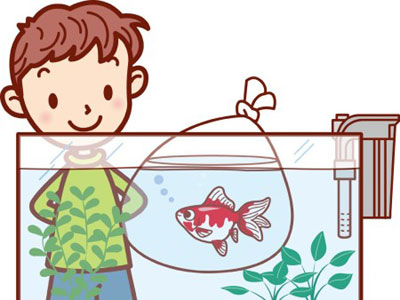 【金魚】金魚・・・少ない水量で金魚を飼うぜｗｗｗ