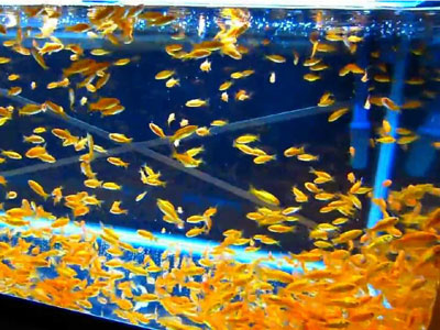 【金魚】金魚・・・熱帯魚屋に小赤買いに行かされｗずいぶん増えてんですけどｗｗｗ
