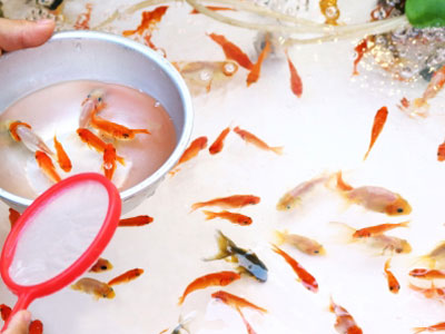 【金魚】金魚すくいの金魚は薬浴をしたほうがいいのですか？