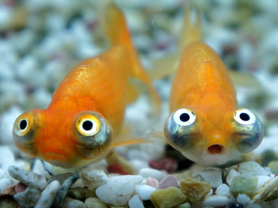 【金魚】金魚・・・頂天眼の柄ずっと探してたけどやっと見つけたｗｗｗ