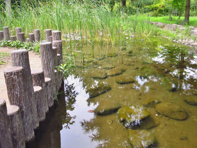 【ビオトープ】・・・小さな公園の小さな池！最近こんなことになっとるらしい