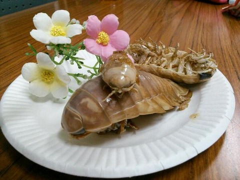 【閲覧注意】揚げたオオグソクムシが食べられる。ヨコハマおもしろ水族館で深海祭り