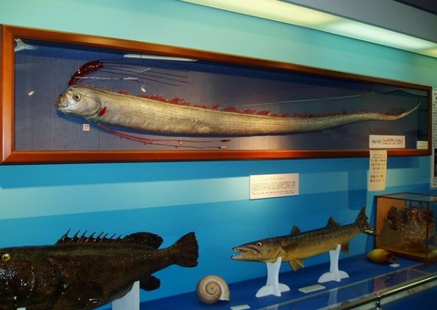 リュウグウノツカイより中二心くすぐる魚いるの？