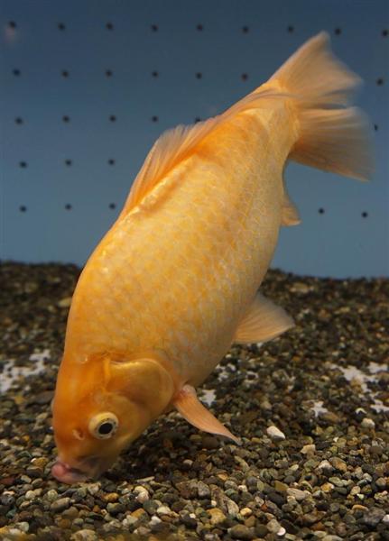 【金魚】「ピラルクのエサ」から“潜伏”7年、飼育員たちが「奇跡」と驚く巨大金魚