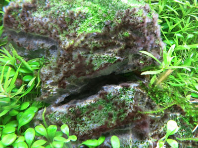 【水草】CO2の添加量が増えると黒ひげ苔の発育が活発になる？