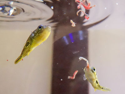 【淡水フグ】ショップでよく見るけど淡水フグって何食うの？