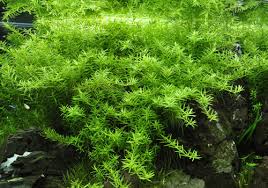 【水草】グリーンロタラの茎の途中から根が生えてくるんだが、これって普通なの？