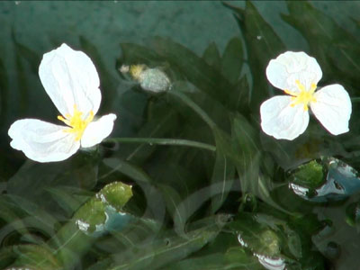 【水草】水草・・・今年はアナカリスの花がたくさん咲いている！