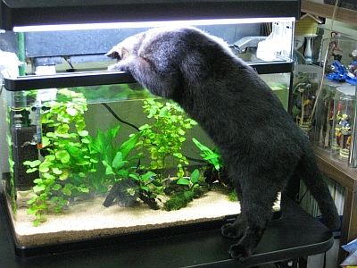 【ほっこり】猫もいるけど、魚も飼ってる人のスレ
