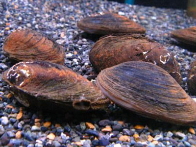【アクアリウム】ドブ貝のうちの1匹が4日ほど同じ姿勢で動かない･･･どう判断する？