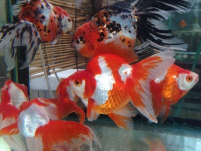 【金魚】東京都だと金魚を眺めるにはどこかお勧め？