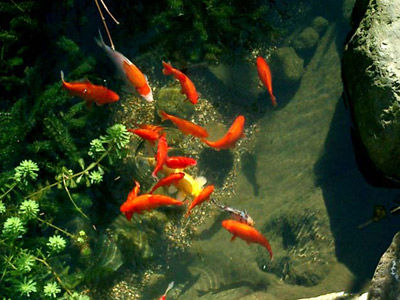 【金魚】金魚・・・庭の池に放してた金魚を屋内に戻したら巨大化した