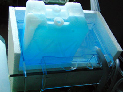 【金魚】水換えで温度あわせるとき･･･保冷剤つっこむのってあり？