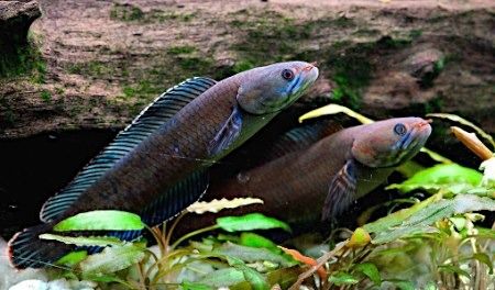 【速報】ヒマラヤで211種も新種発見！「地上で生きる魚・スネークヘッド」等