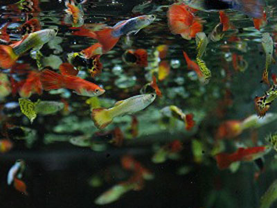 【アクアリウム】中性～弱アルカリ性に属する熱帯魚できれば赤い色で･･･