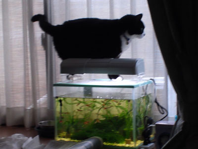 【アクアリウム】アクアリウム・・・おまいらの猫は水槽に乗る？？