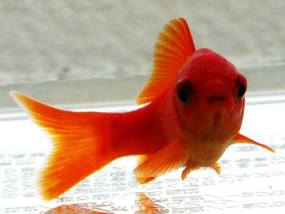 【金魚】金魚・・・最近、小赤みたいな紅葉和金をよく見かけるｗｗｗ小赤にしか見えないけど黒目でかわいいな！！