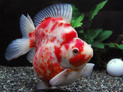 【金魚】中国金魚はすでに輸入規制されてる