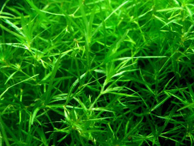 【水草】アナカリスっぽいけど葉が細くてヒョロヒョロ･･･名前わかる方いますか？