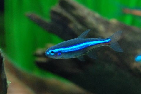 グリーンネオンテトラは淡水魚の中じゃ一番鮮やかな青