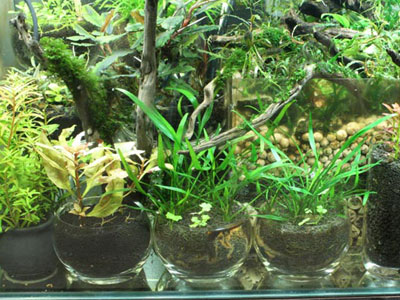 【水草】水草・・・ガラス容器を再利用！水草の育成法としては問題ない？