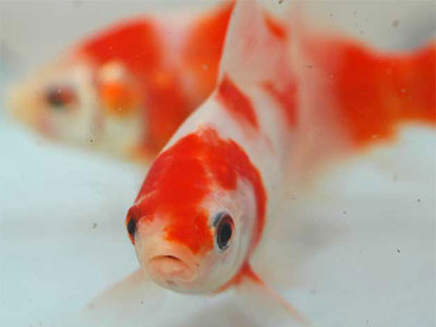 【金魚】金魚・・・水槽が小さいと起こる金魚の症状とかってある？