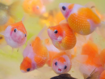 【金魚】金魚・・・ピンポンパール長生きしない人！餌やり少なく2～3日に一回ｗｗｗ
