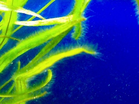【アクアリウム】水草につく緑色の産毛状の苔