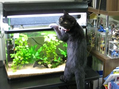 【アクアリウム】猫が水槽の水を飲んじゃう件