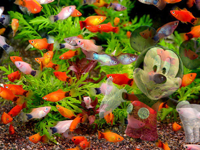 【プラティー】プラティー「モーリー」の稚魚が増えて過密水槽に・・・！！