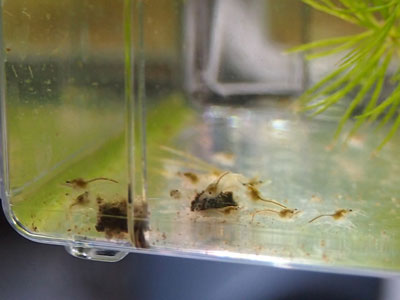 スカーレットジェム スカーレットジェム エビが繁殖してる水草水槽で無給餌飼育も夢ではないｗｗｗ アクアリウムまとめファースト