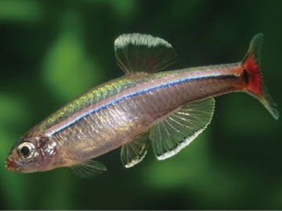 アカヒレ 若魚でオスメス見分けるのは難しくないか アクアリウムまとめファースト