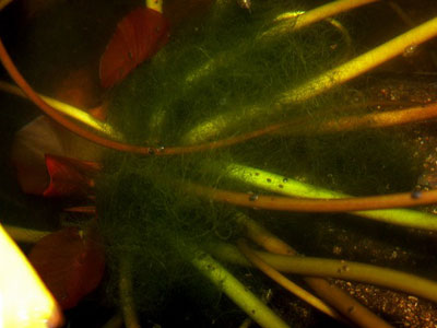 【水草】まとわりついている藻、キレイに取れますか？