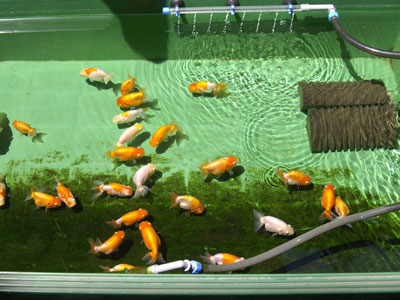 【金魚】金魚・・・夏場は水道水の方が暖かいから氷が大量にいって大変ｗｗｗ