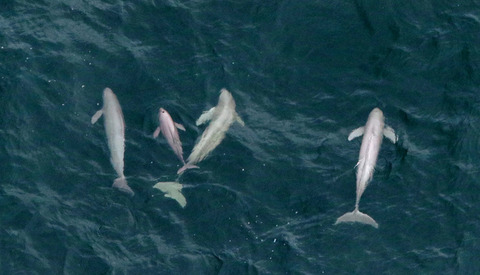 【スナメリ】小型イルカの希少種スナメリ、大阪湾での繁殖を確認！関空周辺の禁漁区の人工藻場で生息か
