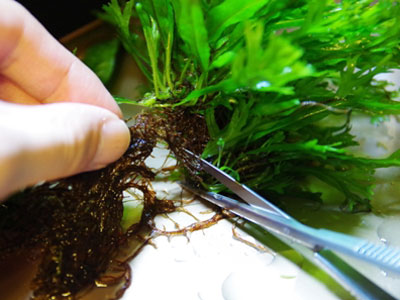 【水草】水草・・・ミクロソリウム！根がモサモサしてきたので切っても良いのか？
