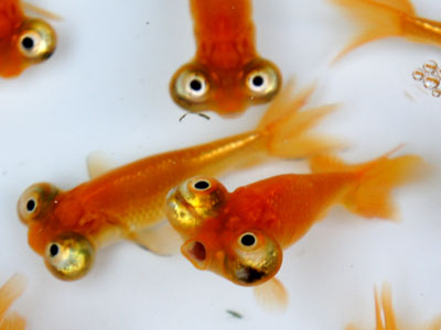 【金魚】ピンポン水泡眼とかピンポン頂天眼なんてよさそう