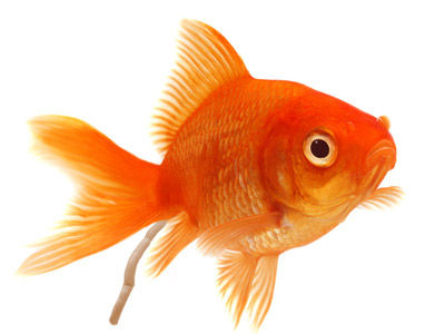 【金魚】金魚・・・大人になってまで金魚を飼おうと思ったのだろう？