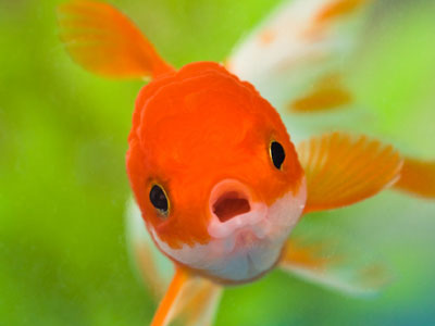 【金魚】金魚・・・予想外に懐いてきて可愛すぎる！