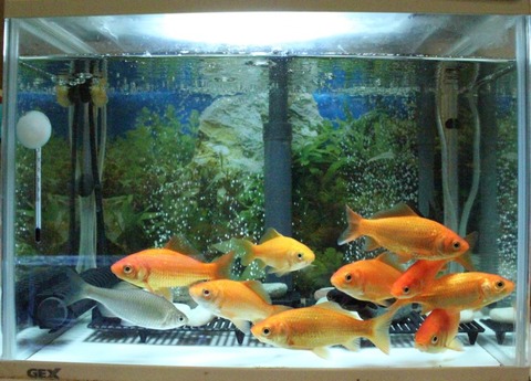 【アクアリウム】どんな環境で、どんな金魚を、何匹飼っていますか？