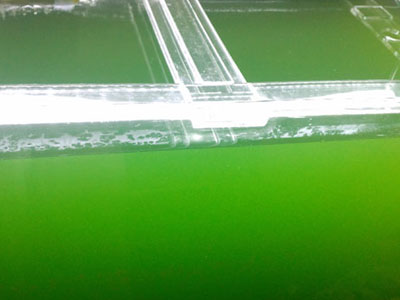 【アクアリウム】水の汚れとグリーンウォーターの見た目の違い