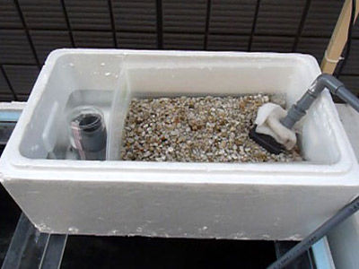 【濾過装置】濾過装置・・・20l発泡スチロールに軽石詰め込んで60l水槽の濾過装置ｗｗｗ最強の組み合わせ！！