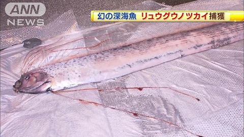 大地震の前兆か？深海魚が日本各地で漂着