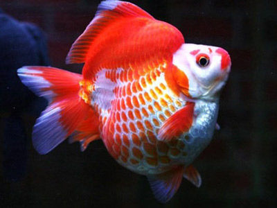 【金魚】金魚・・・中国のショートテール琉金は日本のと何か飼い方や注意する事に違いはあるのかなぁ？？