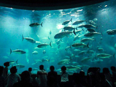 【水族館】水族館「葛西臨海水族園の魚大量死の原因」